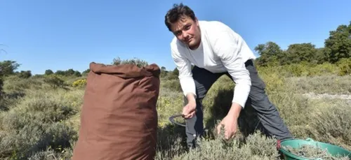 Flore en Thym : des huiles essentielles créées avec des plantes de...