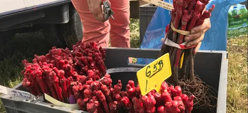 Vins : des cépages résistants au mildiou et à l'oïdium