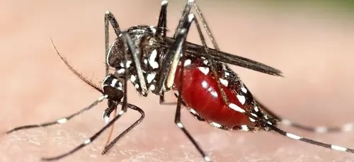 Le moustique-tigre implanté dans 51 départements