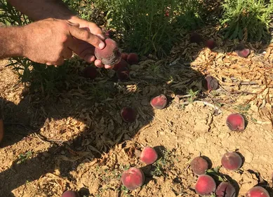 Canicule : l'appel à l'aide des exploitants agricoles
