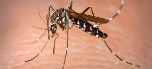 A vous de piéger les moustiques