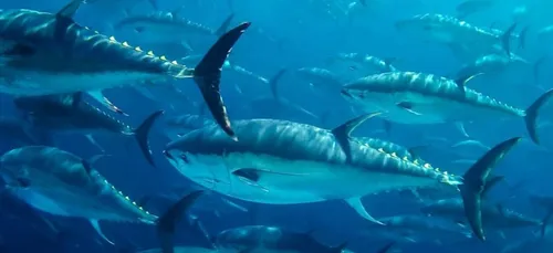 Les meilleurs pêcheurs ont rendez vous à Palavas-les-Flots