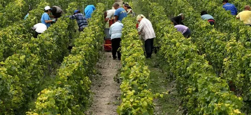 Début des vendanges sur fond de menace américaine