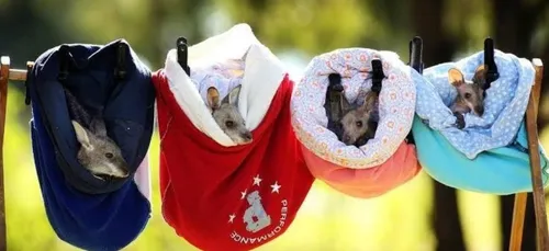 Carcassonne : l'appel du parc australien pour sauver les bébés...