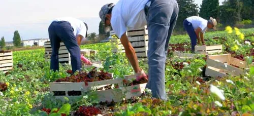 Les recrutements de saisonniers explosent : plus de 250 000...