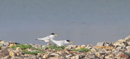 Déconfinement : attention aux oiseaux protégés