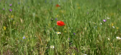 Tous les parcs et jardins à Montpellier ouverts dès lundi