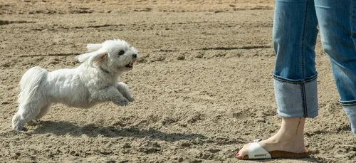 Sète : une plage pour les chiens