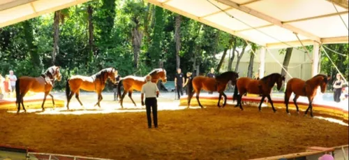 La compagnie Gruss dans les arènes pour la féria de Béziers