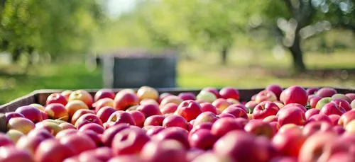 Occitanie : l’agriculture bio a le vent en poupe