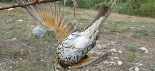 Occitanie : les chasseurs ne digèrent pas l'interdiction de la...