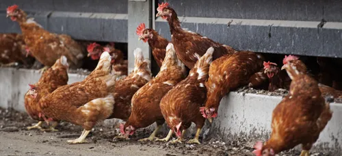 Le retour de la grippe aviaire ?