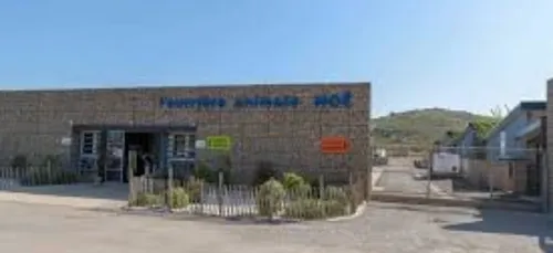 La SPA de Montpellier propose la télé-adoption pendant le confinement