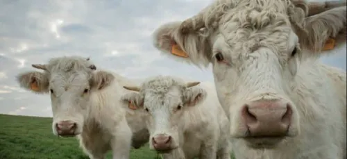 Bien être animal : l'abattage à la ferme expérimenté dans la région