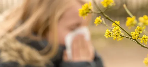 Pollens : le risque d'allergie au niveau maximal en Occitanie