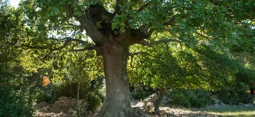 Beaucaire, Pézenas, Tautavel : 3 idées balade dans la zone des 10...