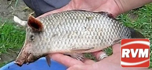 Une première dans les Ardennes