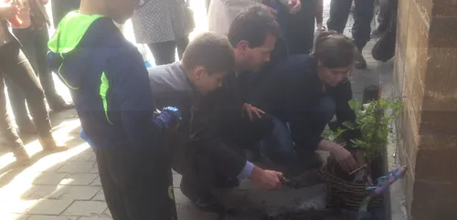Les fleurs poussent sur les trottoirs à Charleville