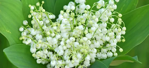 Une vente de muguet au profit de la LISA
