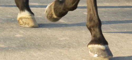 Charleville : des chevaux prennent la poudre d'escampette