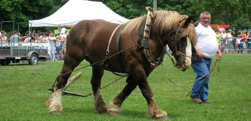 Fête du cheval à Hargnies dimanche