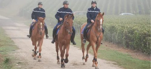 Sécurité renforcée pour les vendanges