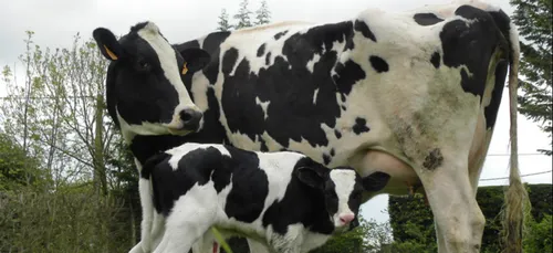 La foire agricole ouvre ses portes à Sedan.