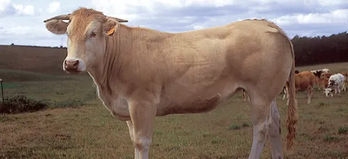 Premier concours "Euroblonde" à la foire agricole de Sedan