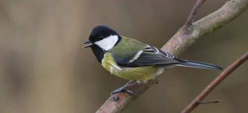 Opération de la LPO dans les Ardennes.