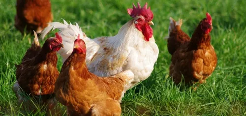 Manifestation contre un poulailler à Vouziers