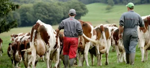 Les éleveurs ardennais manifestent ce mardi à Rethel