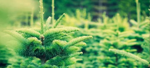 Charleville : une vente de sapins au profit des Restos du Cœur