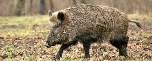 Bazeilles : une collision provoquée par un sanglier