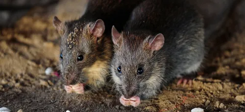 Charleville : la chasse aux rats est lancée à la Ronde-Couture