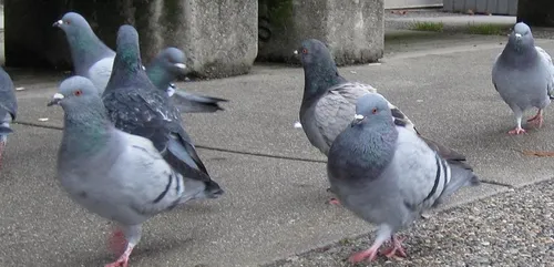 Pigeons : l'association "Vivants" se mobilisera à...