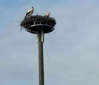 Déplacement de nids de cigognes à Mairy : une vraie réussite !