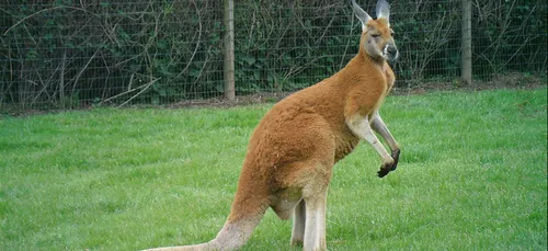 Un kangourou a été aperçu dans le Rethelois.