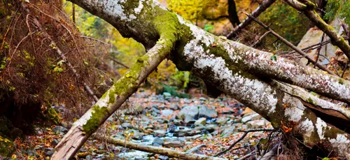 Gros coup de vent dans les Ardennes