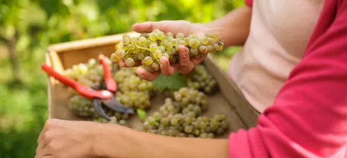 DES VENDANGES NATURISTES ONT EU LIEU CE WEEK-END !