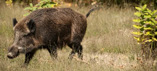 Peste Porcine Africaine : des mesures renforcées