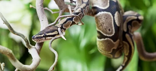 Découverte d'un python royal à la Warenne.