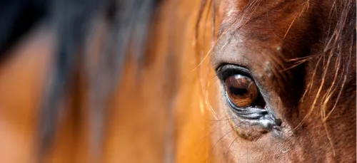 DÉCOUVREZ LE CHEVAL À DEUX PATTES !