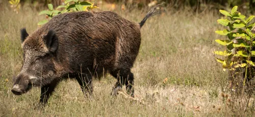 De nouvelles mesures pour éviter l'introduction de la peste porcine...