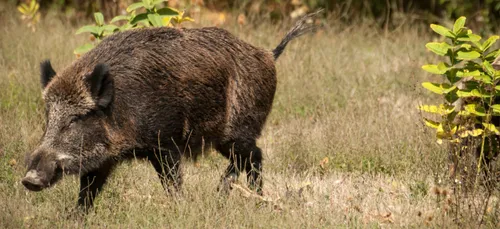 Peste porcine africaine : 21 communes sortent de la zone...