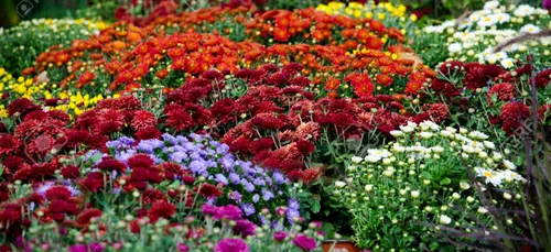 Toussaint : les chrysanthèmes fleurissent dans les Ardennes.