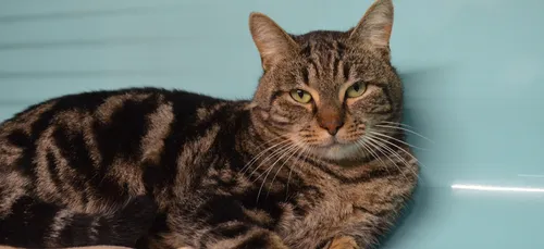 Le refuge SPA de Cliron appelle aux dons