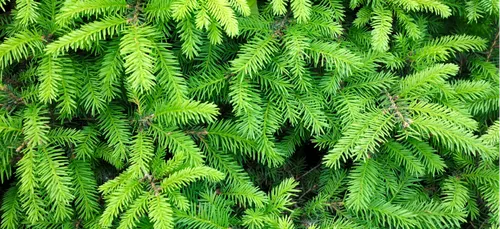 Une vente de sapins au profit des Restos du Coeur des Ardennes