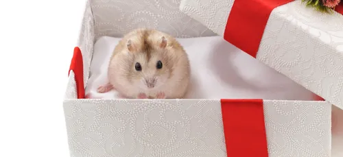 UNE DRÔLE DE SURPRISE DANS UN CALENDRIER DE L'AVENT !