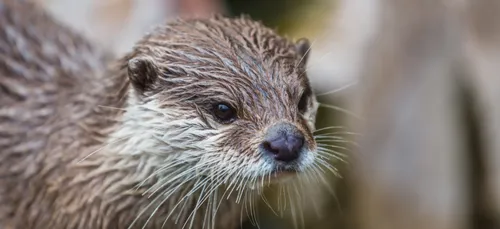 L'EPAMA veut faire revenir loutres et saumons dans la Meuse