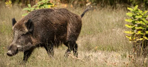 Un nouveau plan d'action pour lutter contre la peste porcine africaine